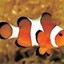 Clownfish for Skype