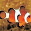 Clownfish for Skype favicon