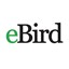 eBird