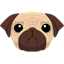 Pug
