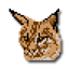 Lynx