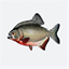 Piranhas