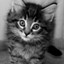 placekitten