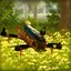 Real Drone Simulator